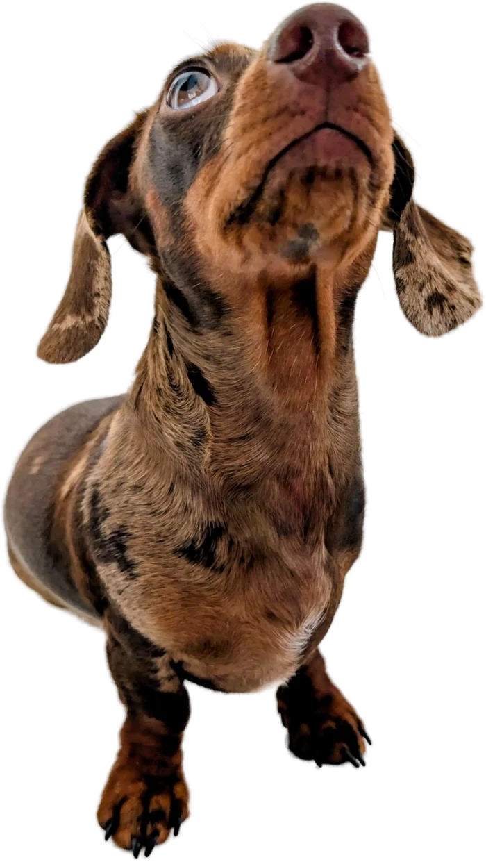 A chocolate dapple dachshund sitting, looking up